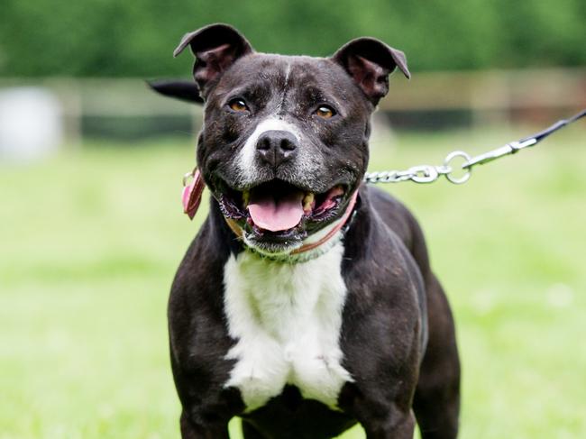 Staffordshire Bull Terrier dog being walked in the park.  - picture istock