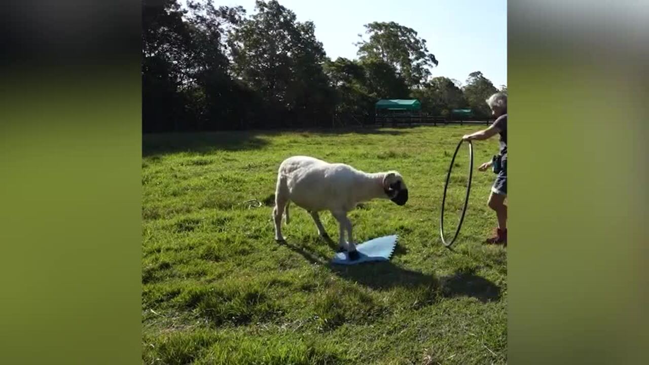 Most tricks performed by a sheep in one minute