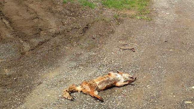 The Department of Primary Industries, Parks, Water and Environment is investigating the circumstances surrounding the discovery of a fox carcass on a roadside in the state’s North on Sunday. Picture: SUPPLIED