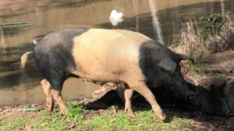 A horde of hungry pigs and piglets left an Eatonsville woman and her elderly mother terrified when they swarmed on her property in search for food. Picture: Contributed