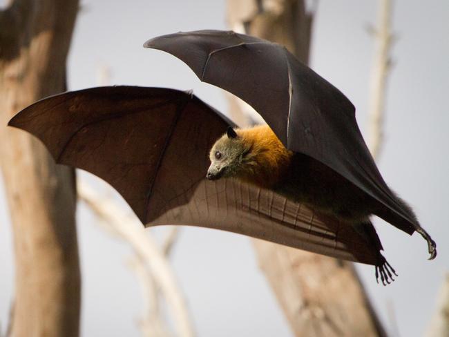 Health authorities have warned that only people who are properly trained and vaccinated should ever handle bats.