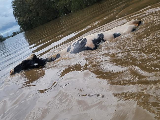 Cattle in flood waters in the Manning region, NSW. Picture: Supplied