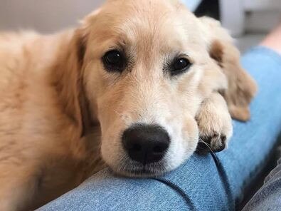 A dreamy day for 10-month-old golden retriever Rumi. Picture: Bree Henry.