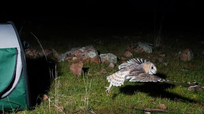 Bev Langley from Minton Farm Animal Rescue Centre released six orphaned barn owl chicks on Sunday night in Auburn after they were nursed to adulthood. Photo: Nat Rogers