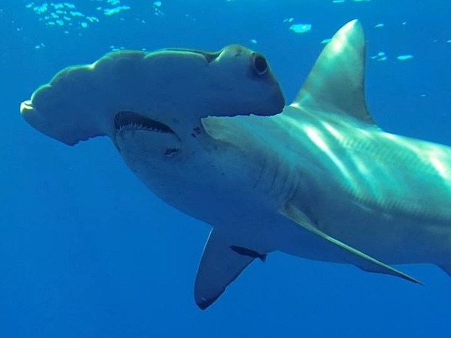 Studies on Great Hammerhead sharks found off the coast of Rainbow Beach will inform a national research study. Picture: Discovery Channel