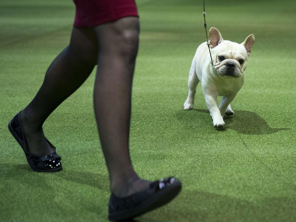 A French Bulldog competes at the 142nd Westminster Kennel Club Dog Show at The Piers on February 12, 2018 in New York City. The show is scheduled to see 2,882 dogs from all 50 states take part in this year’s competition. Picture: Getty Images