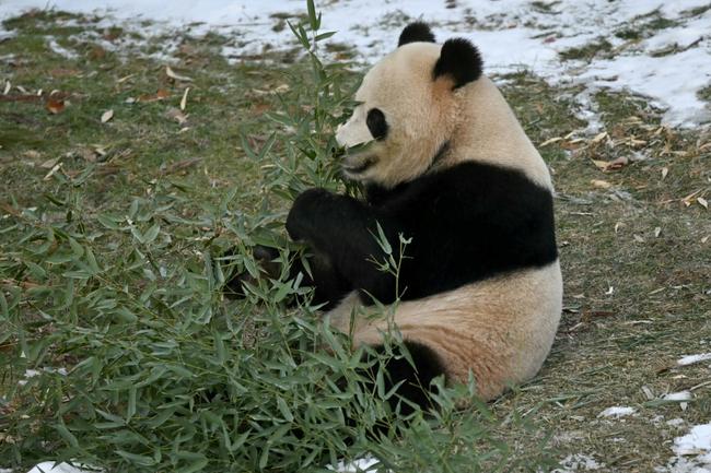 Giant panda Qing Bao eats bamboo during her public debut at the Smithsonian's National Zoo in Washington