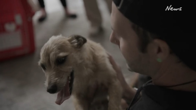 Milo the dog reunited with owner