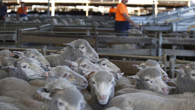 Sheep bound for live export being loaded on to trucks at Peel Feedlot in Mardella, WA. Picture: Philip Gostelow