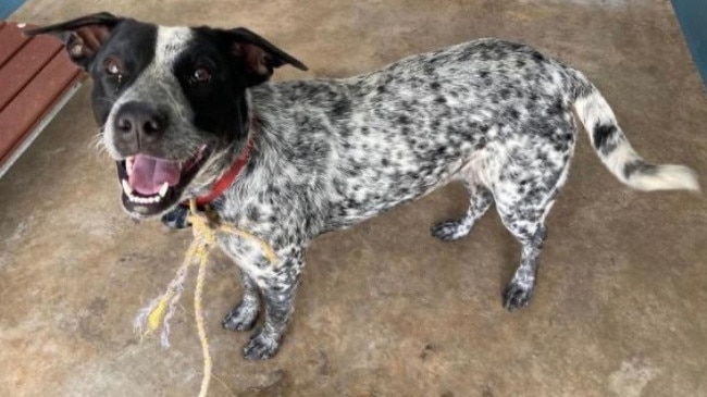 Blue Heeler puppy Little Girl was euthanised by the Palmerston pound after owner could not be contacted. The owner says he tried to ring the pound but never got a call back. Picture: Supplied.