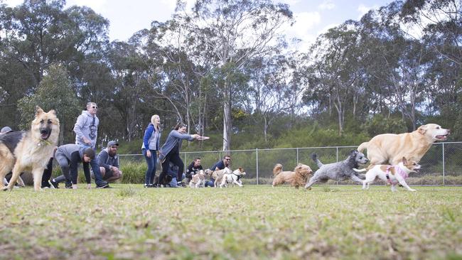 The mixed breed race was well attended.