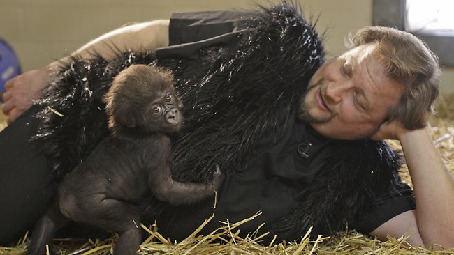 Surrogate Gorillas baby Gladys