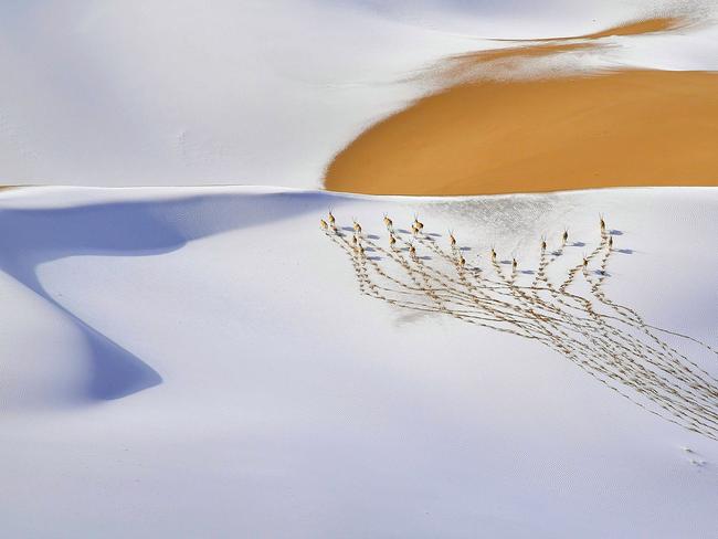 Snow-plateau Nomads, by Shangzhen Fan, is the winner of the Animals in Their Environment category. Fan was born in a remote village in Guinan County of Qinghai Province, China. His main focus is wild animals and he has been photographing wildlife for a decade. Picture: Shangzhen Fan/Wildlife Photographer of the Year