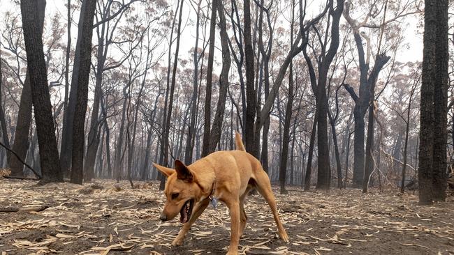 A dog plays in front of burnt trees in the East Gippsland town of Mallacoota. Picture: LUIS ASCUI (Getty Images).