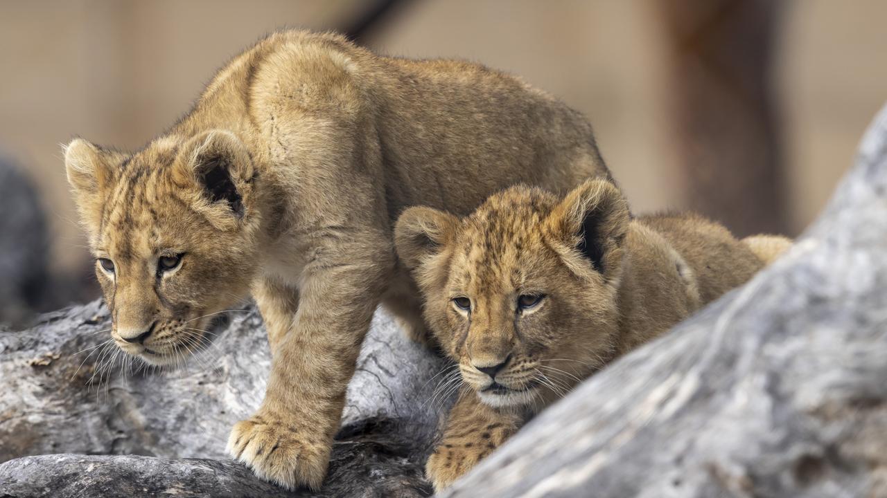 The lion cubs were keen to explore the zoo. Picture: Supplied by Taronga Western Plains Zoo