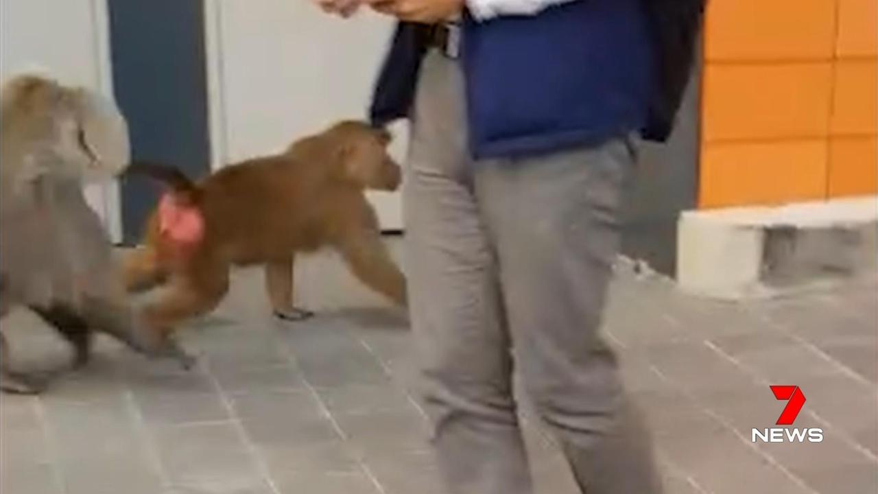 The then-15 year old male baboon escaped near the Royal Prince Alfred hospital in the inner west last February. Picture: Seven News