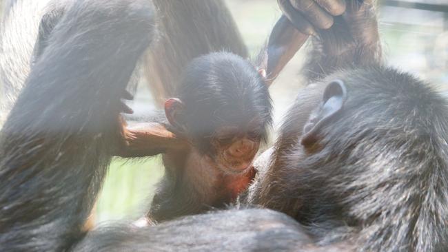 Mum and baby get to know each other. Picture: Yvette Fenning