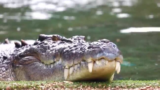 Elvis the Crocodile Fed by His Namesake at Australian Park | The ...