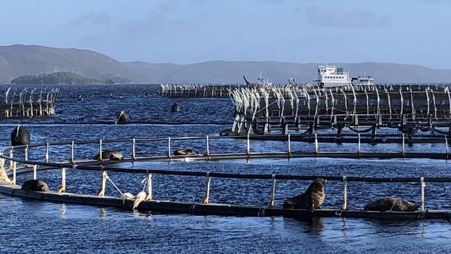 Salmon farming pens in Macquarie Harbour, Tasmania. Picture: Eloise Carr