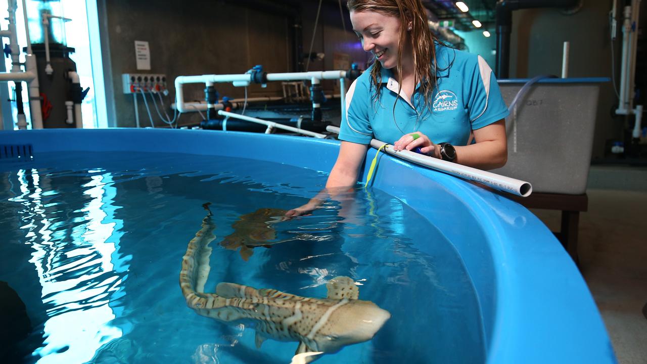 Cairns Aquarium Maintaining 71 Animal Exhibits On Crew Of 19 Workers 