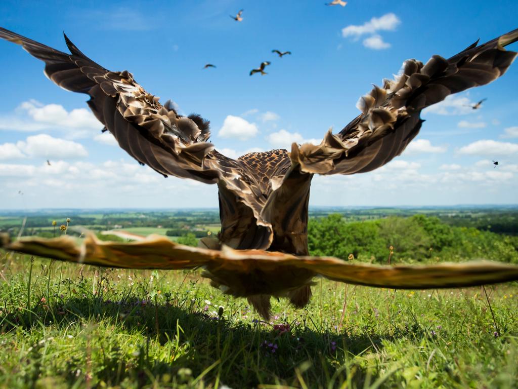 Bird Photographer of the Year Awards 2017 Caption: Wide-angle Kite Category: Birds in Flight Awards: Silver. Photographer: Jamie Hall. “After watching the kites swoop down to pick off worms and grubs that were in the grasses after a recent rain shower I set up the camera next to a (by now drying up) dead red worm, and sat back and waited for a bird to stoop to grab it. I fired the camera with a remote control from about 40 meters away. The kite never actually touched the ground. The shape and detail in each feather as the kite puts on the brakes is amazing!!” Location: Oxfordshire, UK