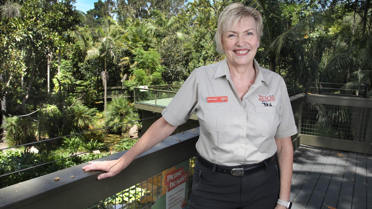 Zoos SA chief executive Elaine Bensted. Picture: Dean Martin