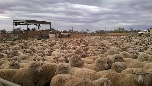 Jumbuck Pastoral is one of Australia's biggest wool growers. Source: Facebook