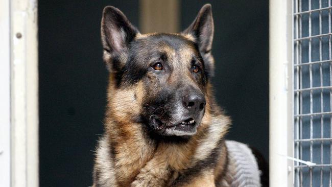 A police dog aided in a Fulham Gardens arrest yesterday.