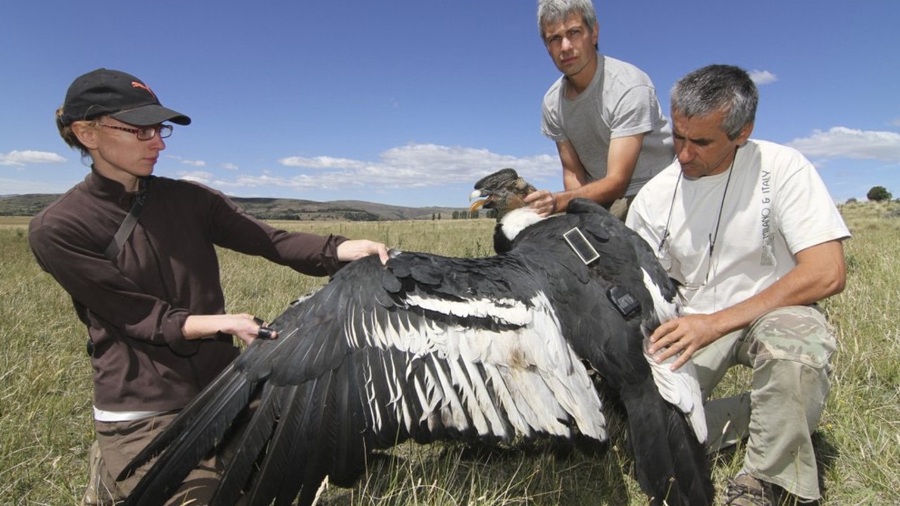 Researchers Emily Shepard, left, and Sergio Lambertucci, centre, and technician Orlando Mastrantuoni, right, hold an Andean condor that is going to be released after GPS-DD tagging efforts in the Patagonian steppe of Argentina. Picture: Ugo Mellone via AP
