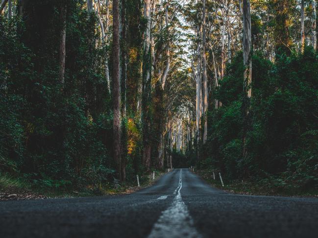 Mount Agony Rd before the bushfires. Picture: Josh Burkinshaw