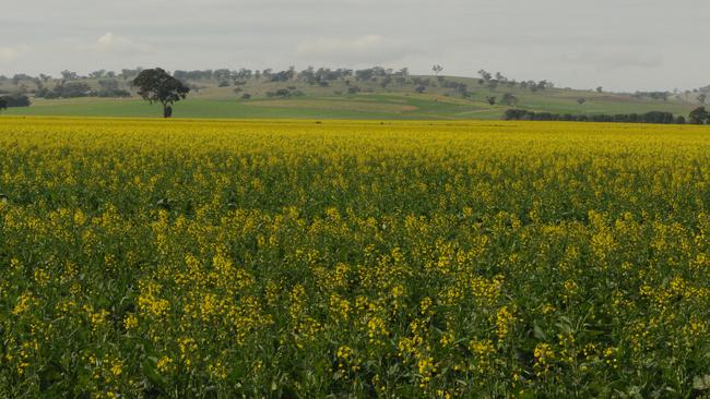 Canola bursting into flower in southern NSW | The Weekly Times