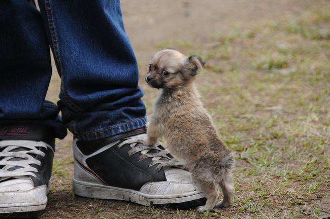 Savvy the six-week-old puppy wants a lift from his owner at the Muster this year. Picture: Craig Warhurst