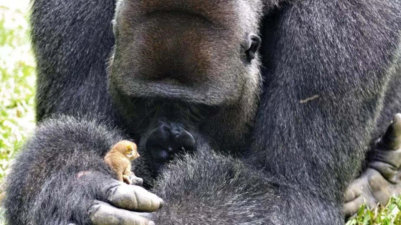 Rescue gorilla Bobo makes a tiny new pal after finding a bush baby in his enclosure.