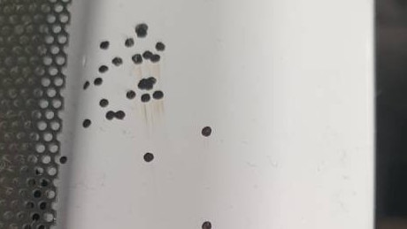 tiny black dots randomy appear on woman's ceiling