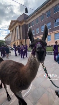 Llamas and ice cream event at UQ