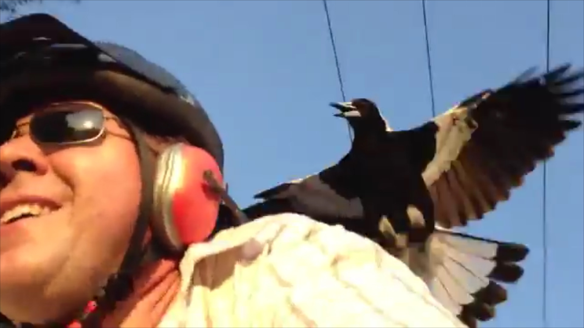 Today's swoop: Is this the worst magpie attack in Australia?