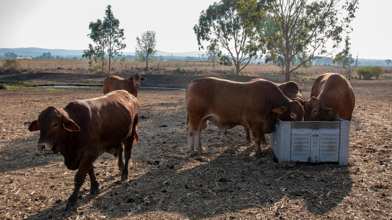 Meat alternatives fail to steal growth from livestock sales | The ...