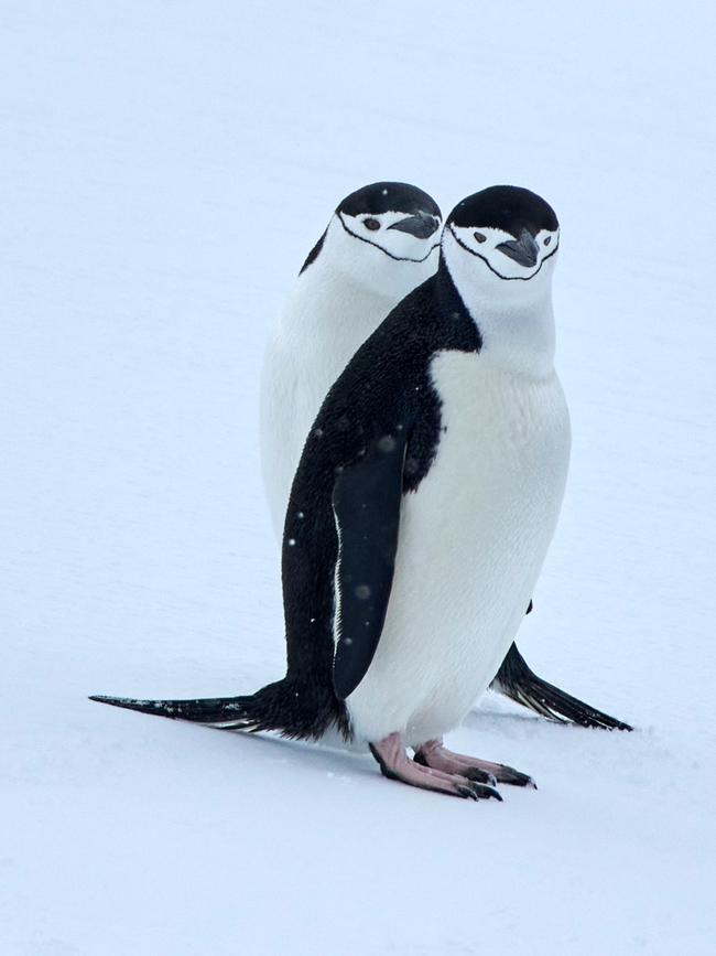 And Chinstrap penguins.