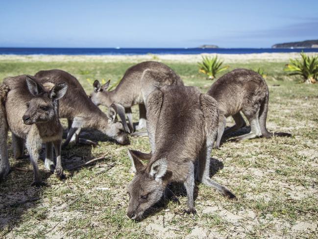 Locals at Pebbly Beach. Picture: Tourism Australia/Andrew Smith