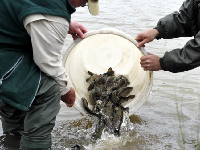 Rainbow trout are released into the Yarrambat Lake.