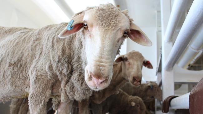 Australian live sheep exports will end on May 1, 2028.