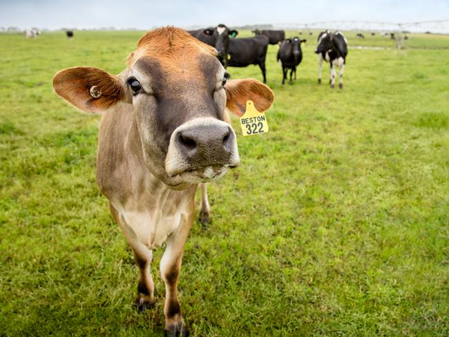 Beston dairy cows on the company's farms at Mt Gambier. Picture: SUPPLIED