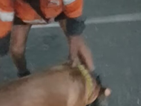A kelpie was viciously mauled by another dog in Morphett Vale on Monday night. Picture: Facebook