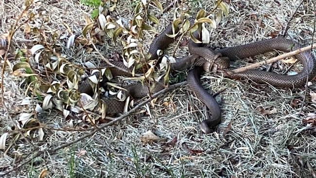 Two brown snakes captured on a Hahndorf property. Picture: Facebook/Simonhempel