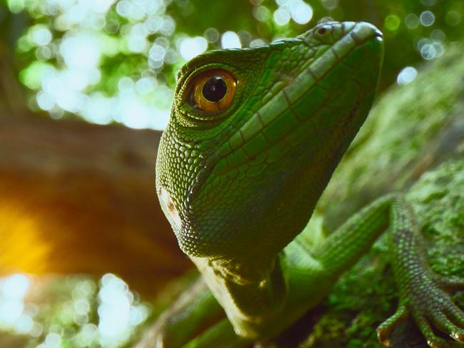 The Secret Lives of Animals on AppleTV+ has astonishing animal footage.