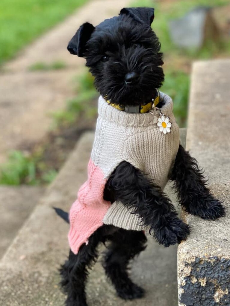 Tassie most stylish dog nominee: Daisy - Mini Schnauzer