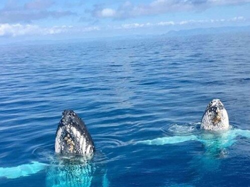 Whales have been spotted near Magnetic Island. Photo: Instagram