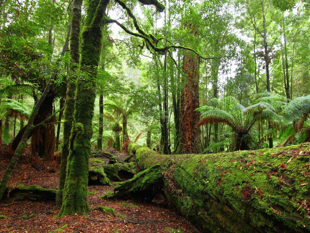 The heart of the Tarkine, an as-yet-unprotected but extraordinarily precious wilderness in northwest Tasmania, is inaccessible except by boat or 4WD, allowing creatures such as the giant freshwater lobster to survive in its pristine rivers. Credit: Kazuki Yamakawa | Shutterstock ©