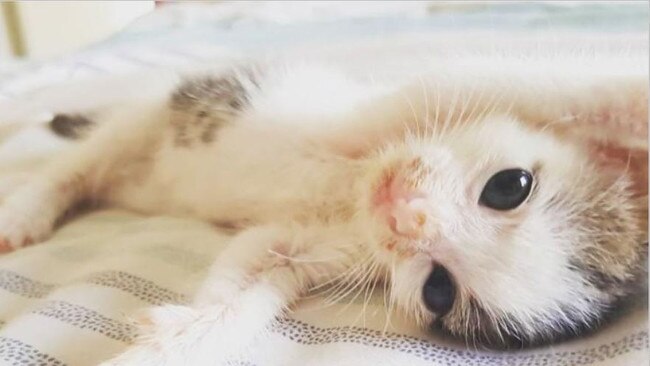 Cutest cuddler in the NT. Her name is Ivy. Here she is pictured at six weeks old. She is now three-months-old. Picture: Jane Lant