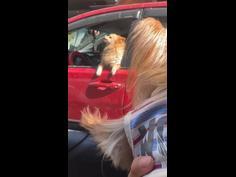 Dogs get into "road rage" in peak hour traffic